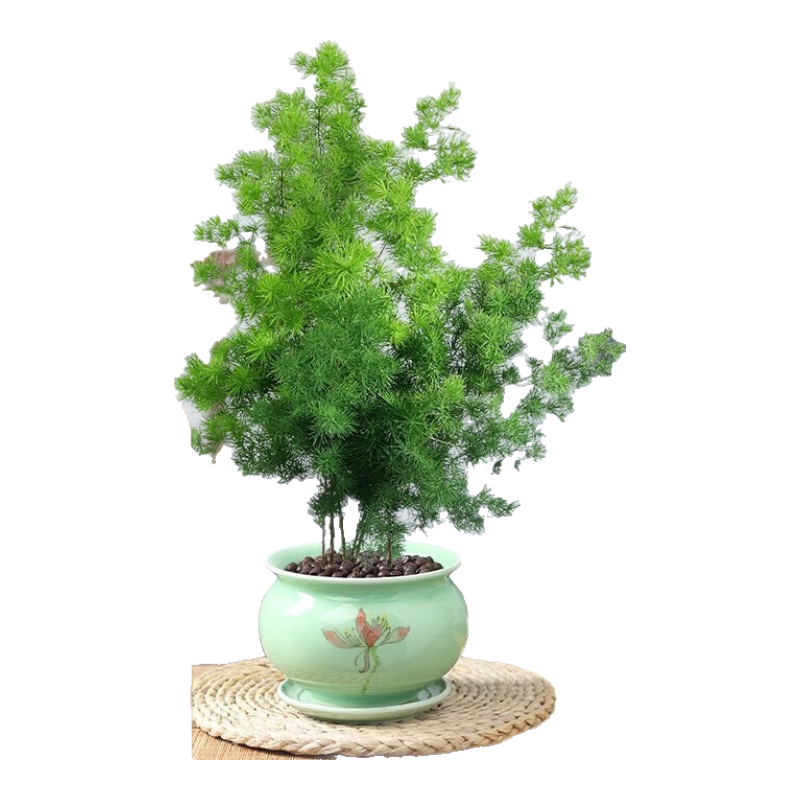 行湘蓬萊松盆栽植物室內綠植盆栽盆景四季常青+蓮舞陶瓷盆 源頭直發(fā)