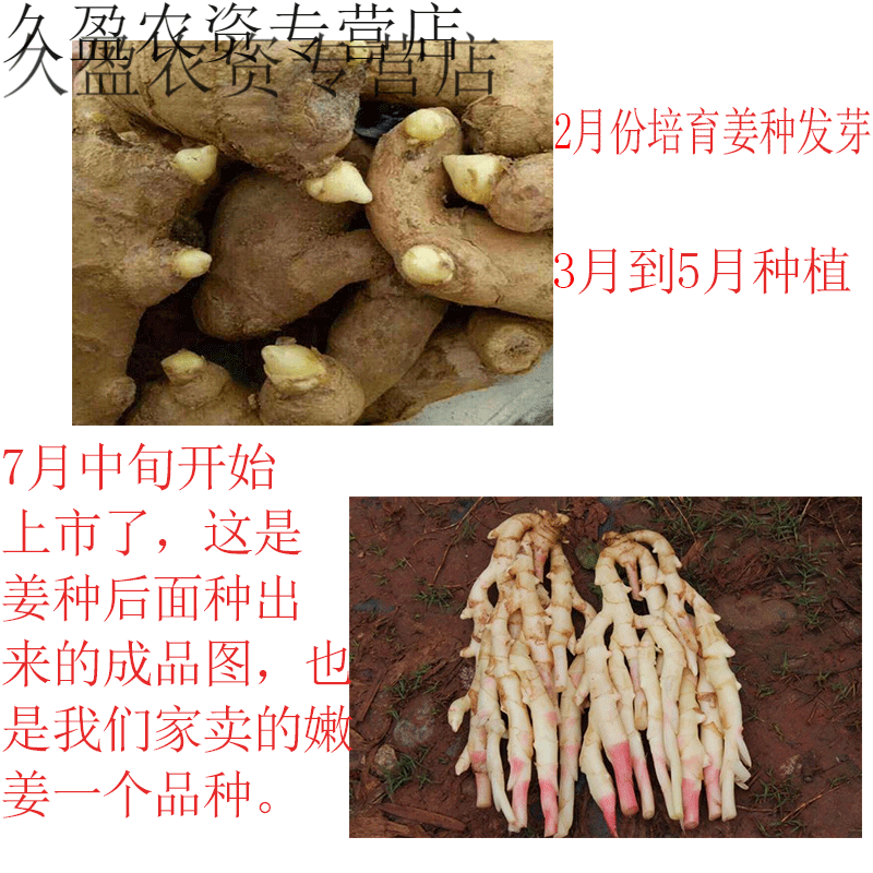 四川竹根姜种新鲜种子 子姜种老姜姜种姜苗带芽仔姜菜姜种 500g