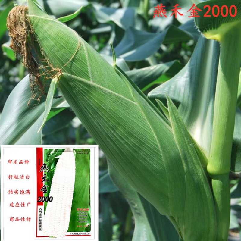 细辛燕禾金2000白糯玉米种子京科糯西星白糯大棒皮薄轴细甜糯香玉米籽