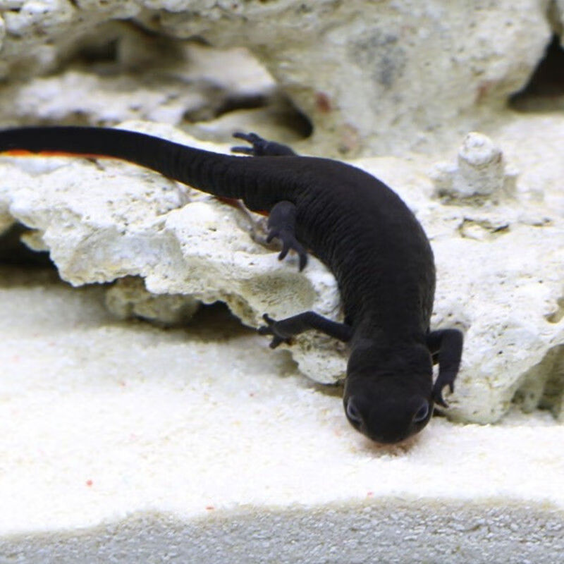 姬卉六角恐龙鱼公母一对幼体宠物活体小火龙不打氧冷水四脚网红观赏鱼