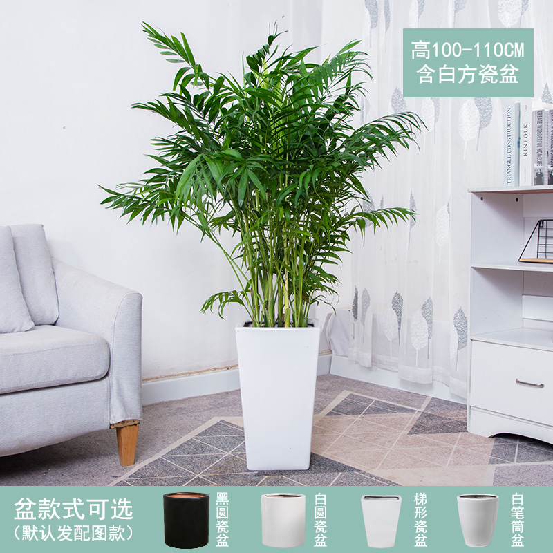 富贵椰子盆栽 大型客厅室内卧室净化空气散尾葵植物北欧凤尾竹绿植 高100-110CM含白方瓷盆 含盆高性价比高么？