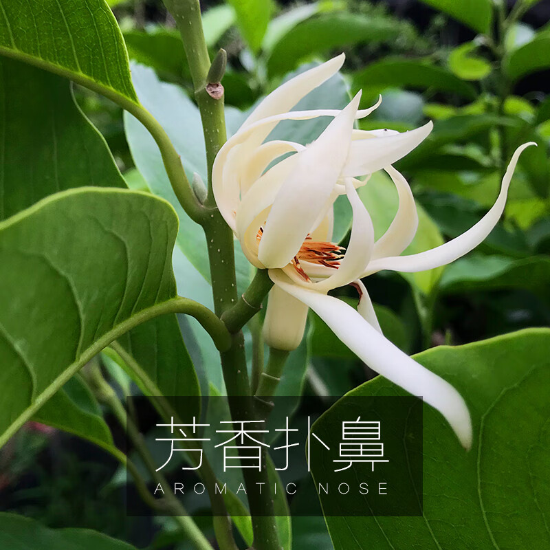 白兰花盆栽白玉兰花树苗浓香型室内白玉兰小盆栽四季庭院花卉植物