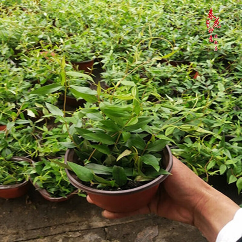 法国香水茉莉花苗冬季带花苞长青绿植花卉盆栽 黄茉莉爬藤植物耐寒花卉 法国香水小苗原土发货 含盆