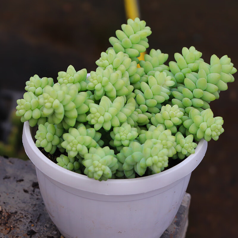 玉坠多肉植物玉缀老桩群生多肉植物带盆发货 大盆玉坠(12cm塑料盆) 带