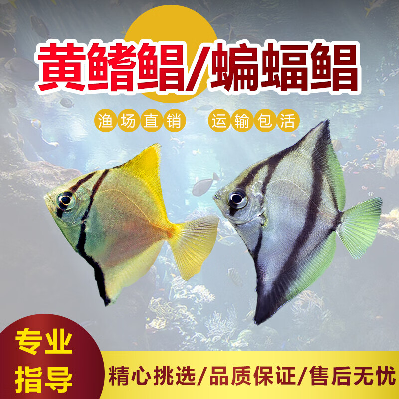 鱼鲳银大眼鲳珊瑚神仙鱼热带观赏鱼群游鱼活体淡水鱼 6-8cm黄鳍鲳1条