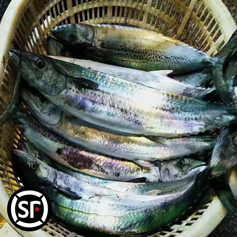 青岛原产地大鲅鱼蓝点马鲛鱼冷冻肉厚鲜嫩顺丰冷链包邮 整条9-9.5斤