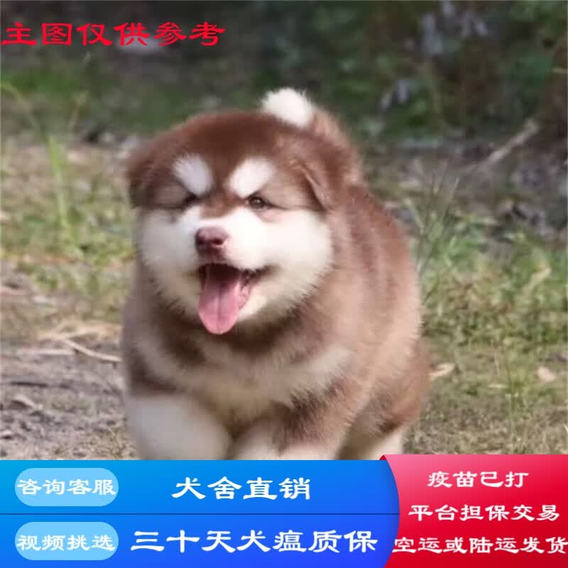 桓瑞宠物阿拉斯加犬幼犬熊版雪橇犬幼崽灰桃十字脸纯种宠物狗狗活体保健康 宠物级A款 公高性价比高么？