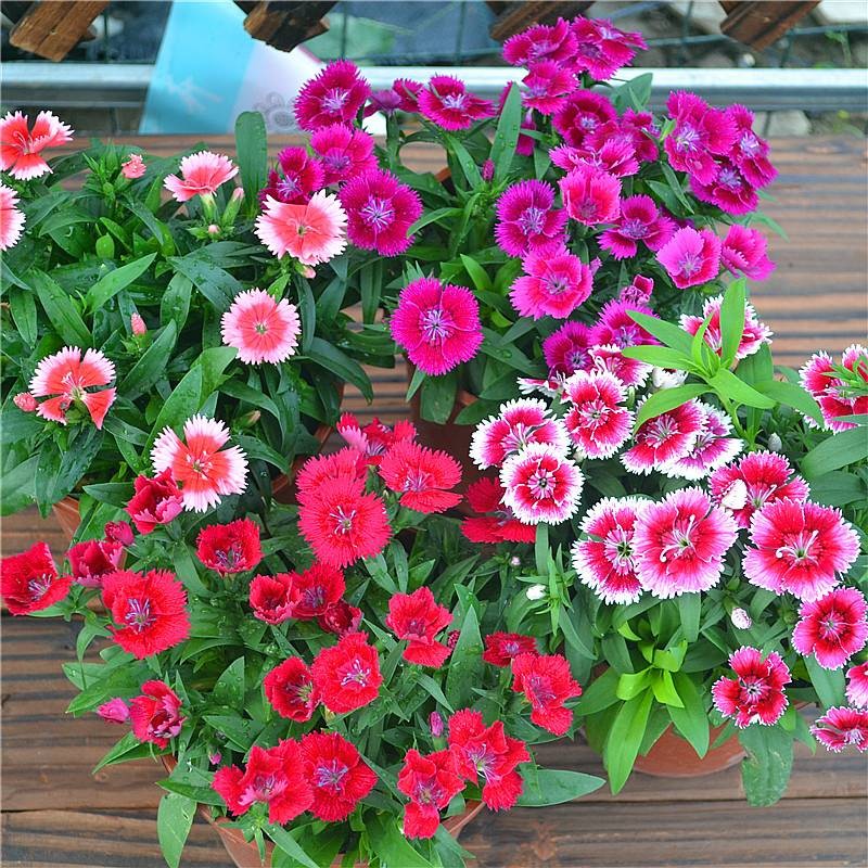 色指甲花四季播种易活开花景观绿化盆栽庭院花种籽子 五彩石竹 1000粒