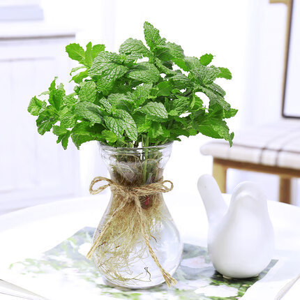 查绿植盆栽历史低价|绿植盆栽价格走势图