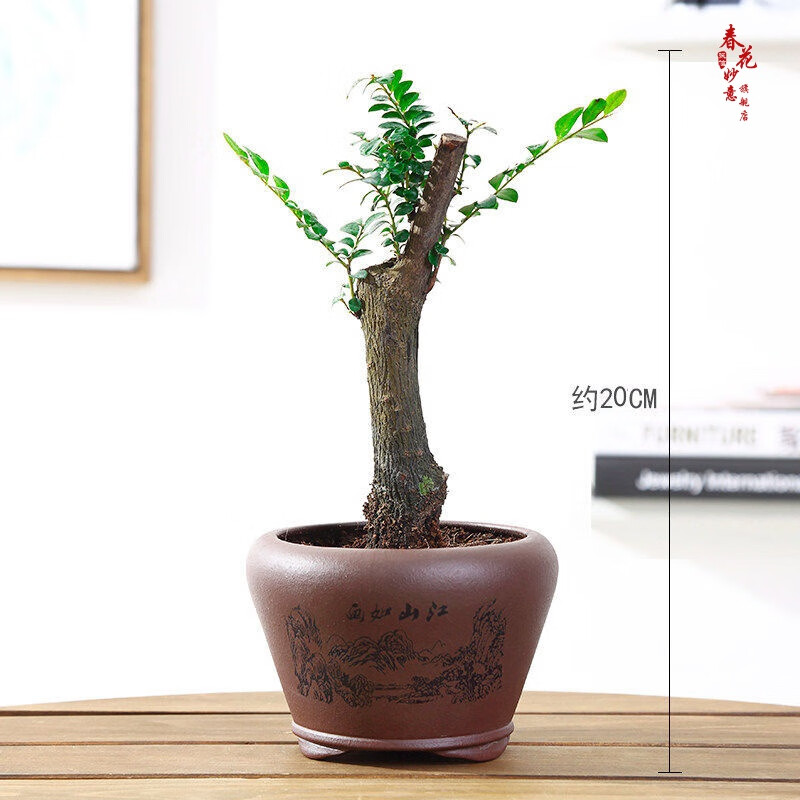 常青 室内小盆景盆栽 室内绿植办公室植物观赏紫檀盆景 独杆紫檀 紫砂