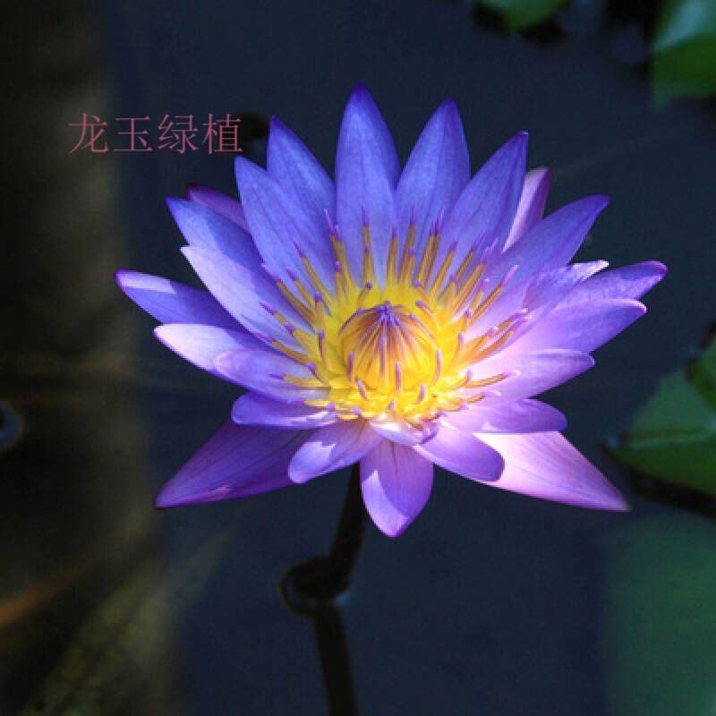 四季大睡莲根块 鱼缸 池塘水培植物水生根多个品种选择大根块 1 不含