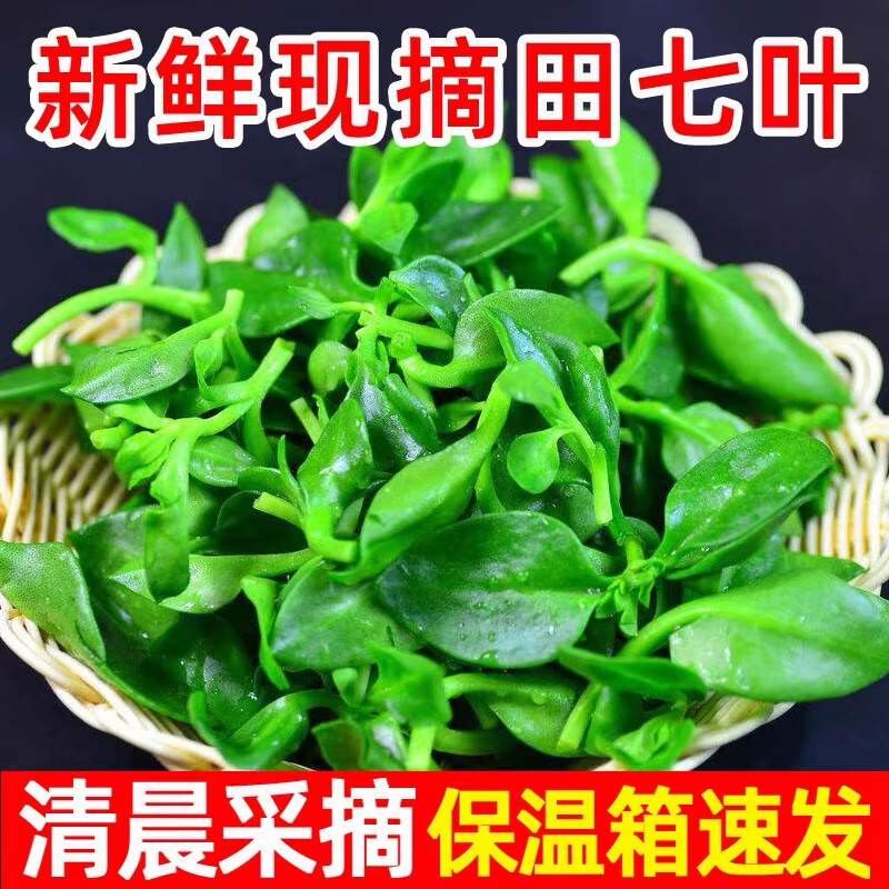 新鲜叶菜田七菜穿心莲菜绿叶菜凉拌沙拉青菜现摘现发田七叶凉拌 1斤不