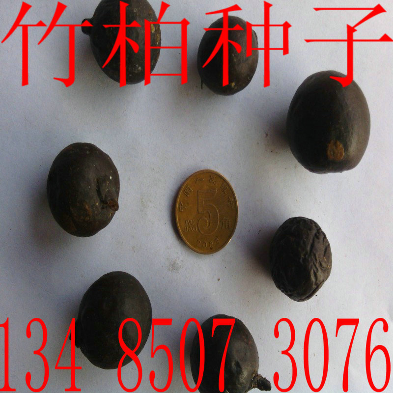 竹柏种子竹柏树木种子绿化苗木种子 松柏种子qcdd 竹柏种子1斤