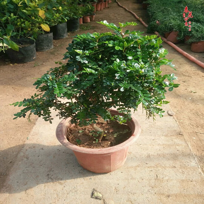清香胡椒木植物花卉办公室内桌面绿植清香木胡椒木盆栽 植物办公室