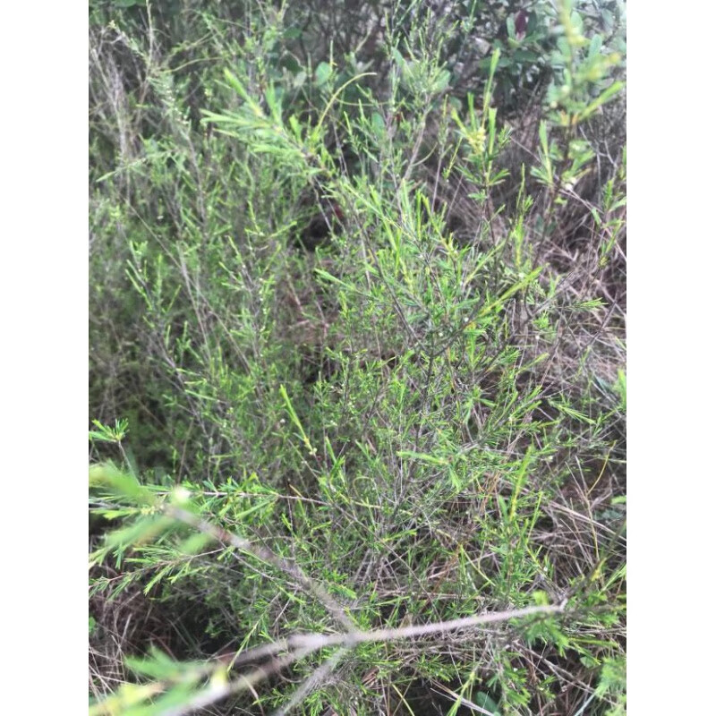 clcey新鲜岗松 大山岗松枝叶 扫把支 岗松根中草药 500g