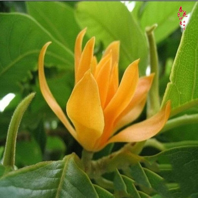 白兰花盆栽 黄桷兰嫁接白兰花苗香白玉兰花树苗 黄