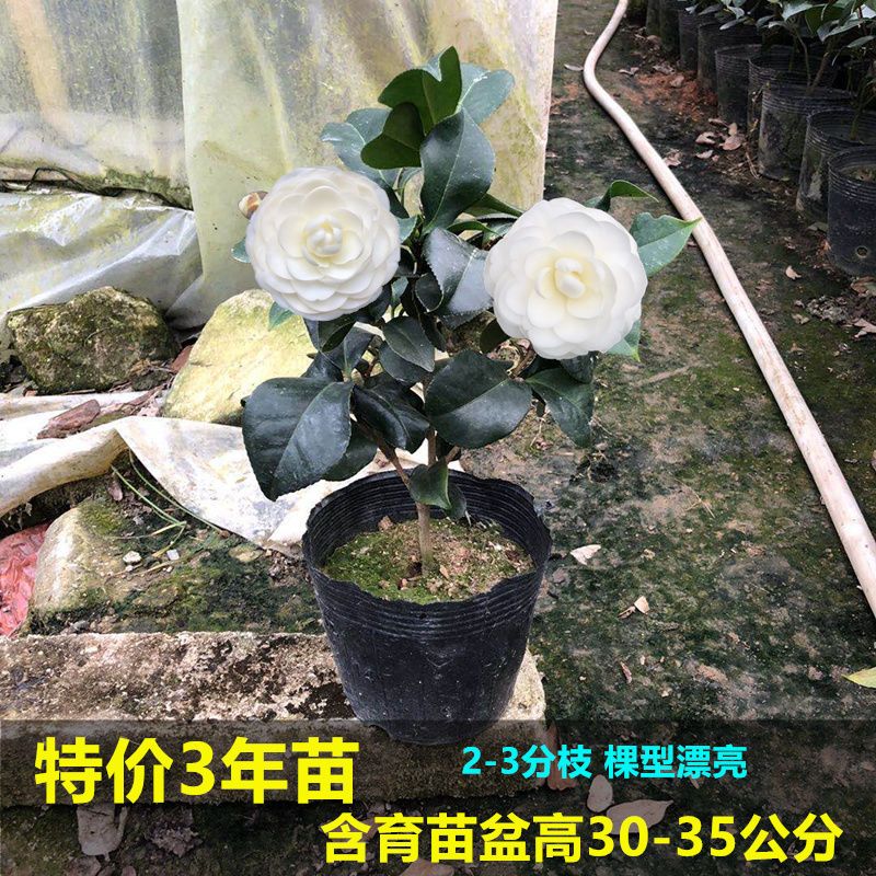 雨花蝶白色山茶花盆栽花卉绿植室内庭院东方亮白雪塔白玉丹大型花朵