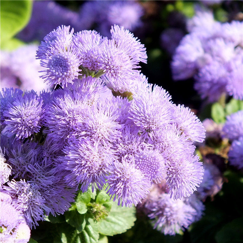 妞妞草 花种子霍香蓟种子蓝花冠藿香蓟花籽盆栽四季播