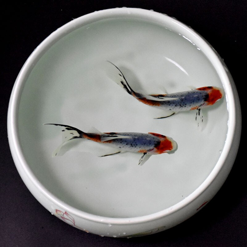 麦叮卡观赏鱼 冷水鱼 金鱼活体 锦鲤活鱼淡水鱼小金鱼红白三色 兰花2