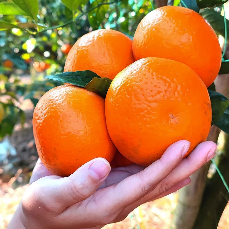 桦萱沃柑云南高山特产柑橘子砂糖整箱新鲜水果礼盒 净重8-9斤精选果(60-65mm) 沃柑