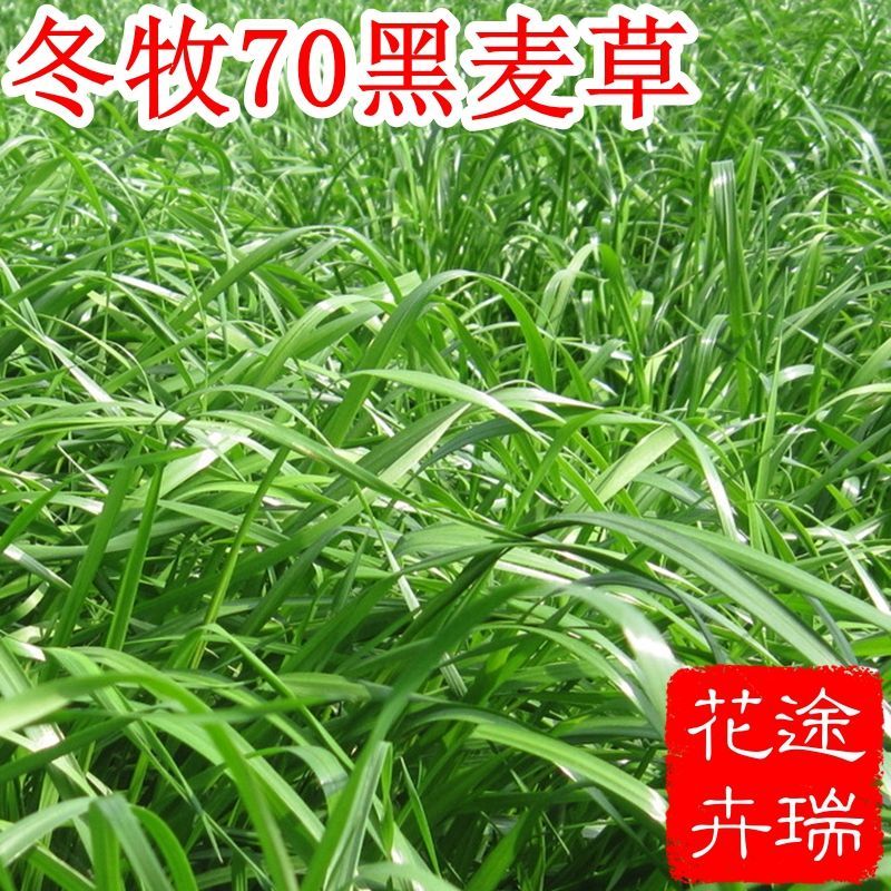 长草牧草种子高营养高产值牛羊鹅鸡鱼鸭耐寒草 冬牧70黑麦草种子一斤