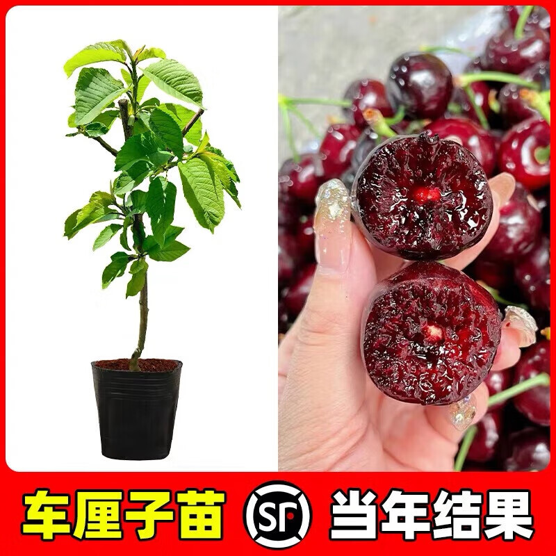 車(chē)?yán)遄訕?shù)苗盆栽特大櫻桃樹(shù)苖嫁接苗水果樹(shù)苗南方北方種植當(dāng)年結(jié)果 美國(guó)車(chē)?yán)遄用?杯苗發(fā)貨) 兩年苗