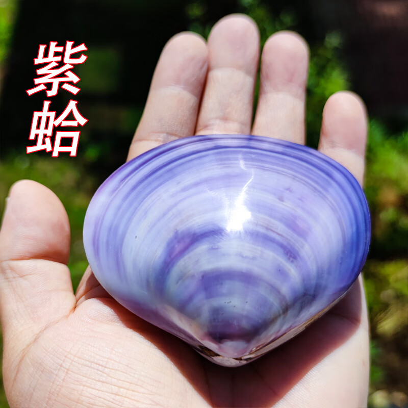 天然海螺貝殼紫蛤粉蛤家居擺件魚缸裝飾櫥窗道具水族造景工藝品制作 紫蛤 7-9厘米