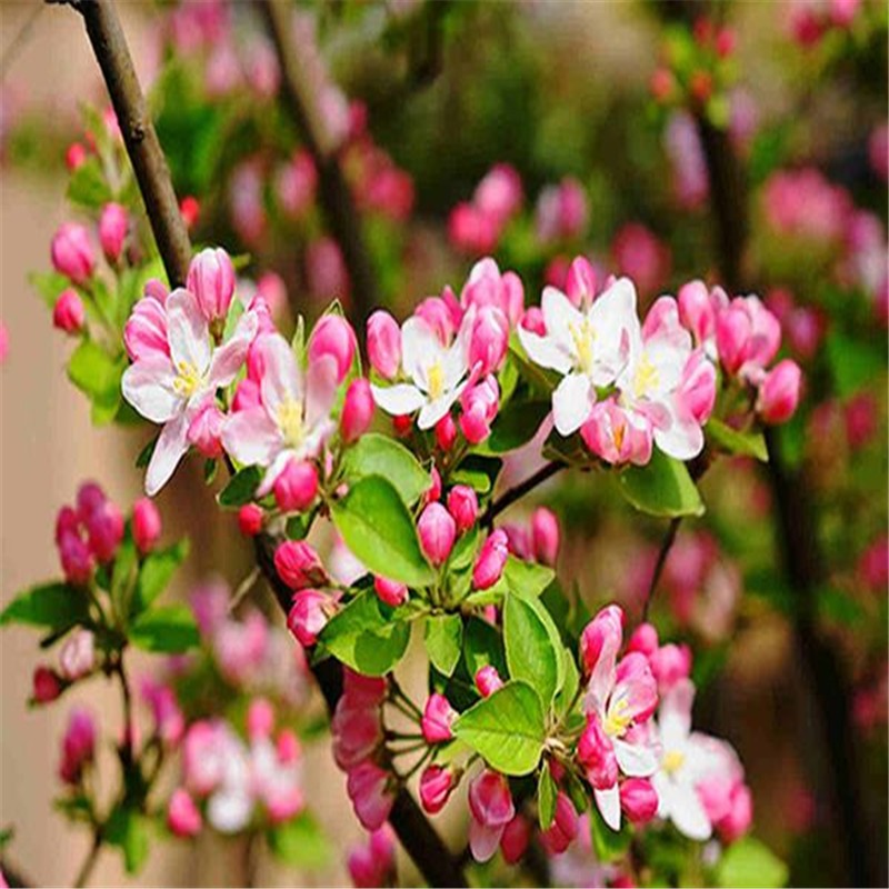 高杆垂丝海棠树苗北美海棠树苗 西府海棠树苗花苗盆景海棠冬红果盆栽