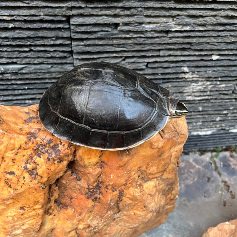 安布线安龟苗人工安布苗高背金线活体乌龟半水观赏龟