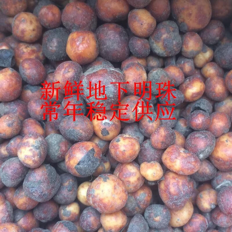 野生新鲜500克地下明珠落地珍珠一粒金丹陈伤子茅膏菜根