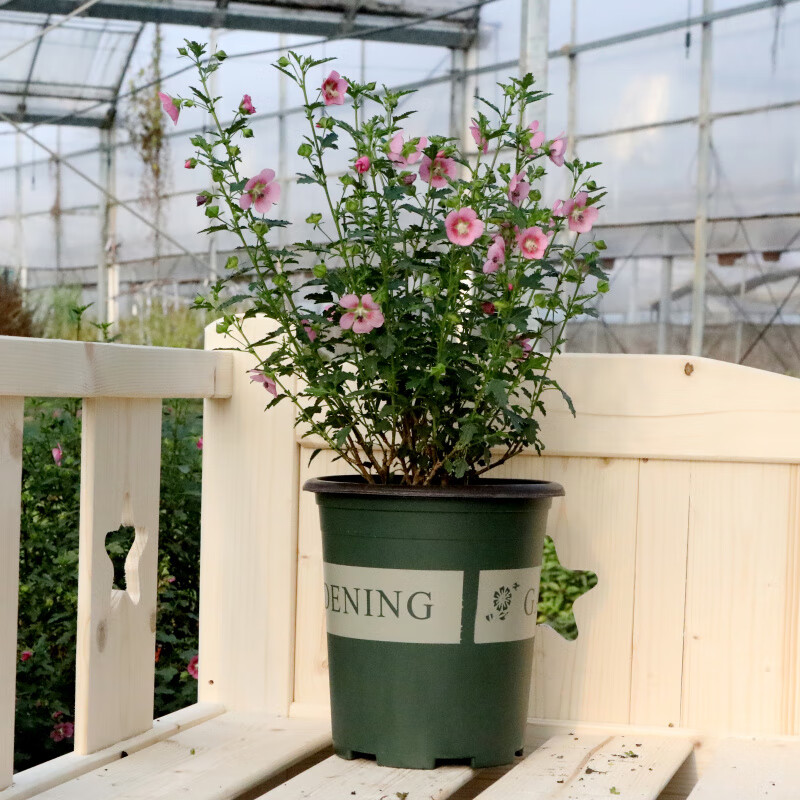 醉春木小木槿盆栽 木本植物 花期长 耐热 耐寒 花苗盆栽 花卉 带花苞