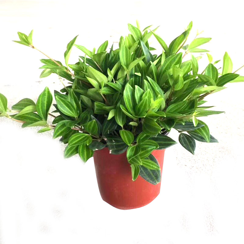 钻石翡翠植物吊兰盆栽室内水培绿植垂吊花卉观花植物室内 钻石翡翠 不