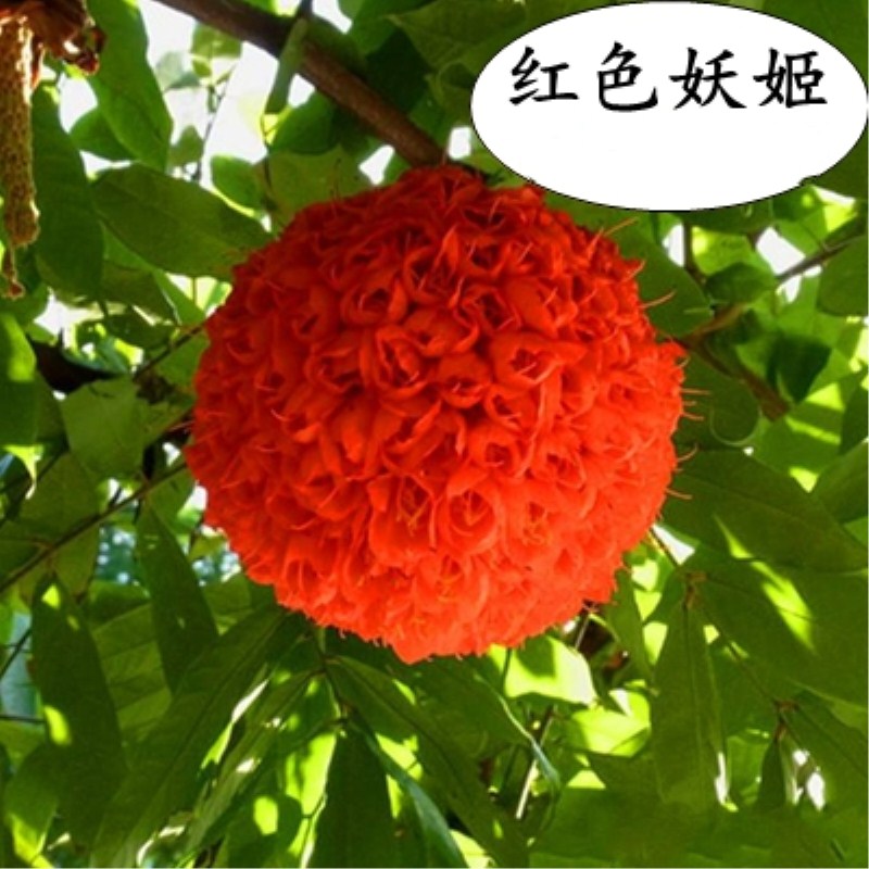 木本绣球树苗木绣球苗琼花树苗琼花绣球树苗八仙绣球花苗绣球树苗