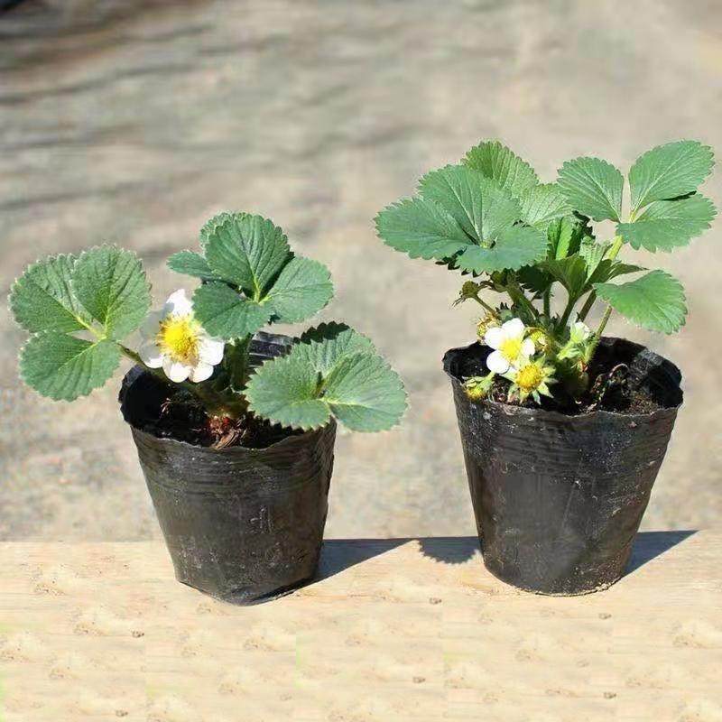 草莓苗混拍品种6株带育苗杯 15cm以下