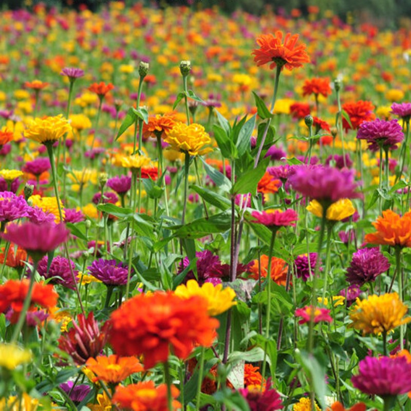 京东花草林木类历史价格查询|花草林木类价格走势