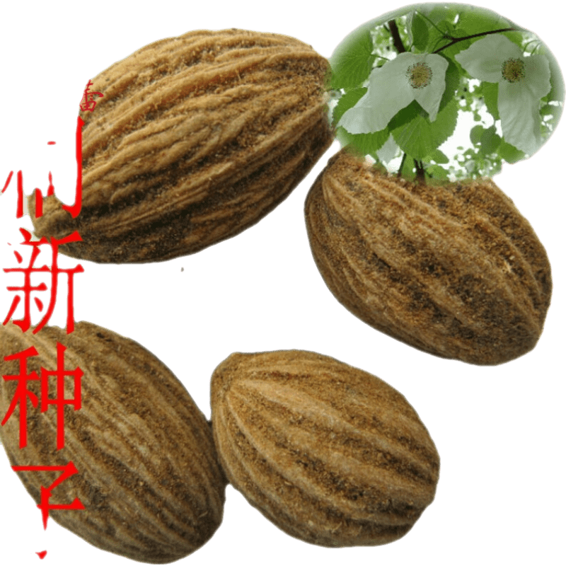 林木种子 法国梧桐树种子泡桐树 海桐种子 青桐种子 珙桐种籽 海桐种子(一斤)