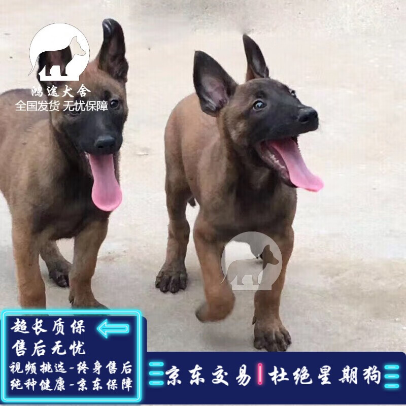 马犬幼犬纯种科目黑红幽灵红马宠物狗狗活体小爆红成年大中型犬 宠物