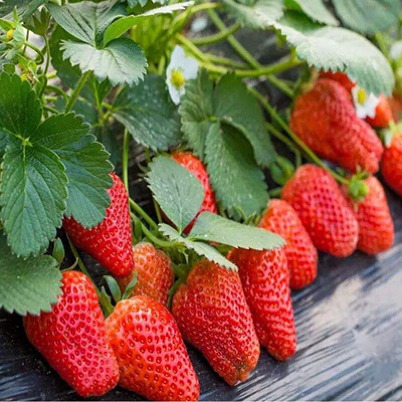 四季脱毒草莓苗盆栽带土南方露天种植食用奶油特大红颜大棚栽秧苗