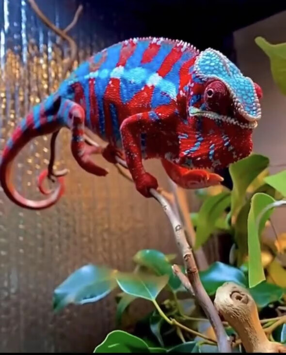 朵芮蜜七彩变色龙幼体爬宠食盆新手入门异宠中国双冠水盆树藤