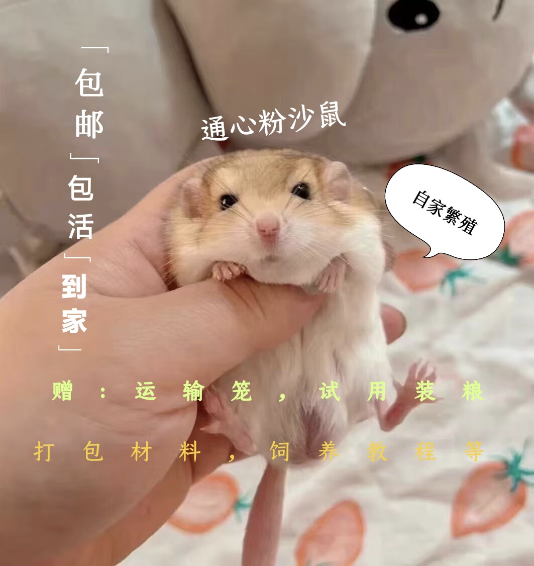 蝶贡家养仓鼠通心粉鼠幼崽活物纯种活体小型宠物学生宿舍粘人肥尾沙鼠