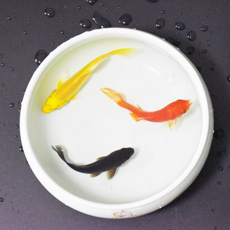 京东怎么显示水族活体历史价格|水族活体价格走势