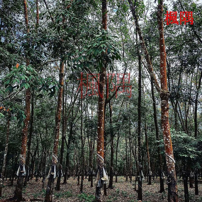 楓隅橡胶树种子林木种籽经济林四季多年生景观绿化工程观叶种孑 橡胶