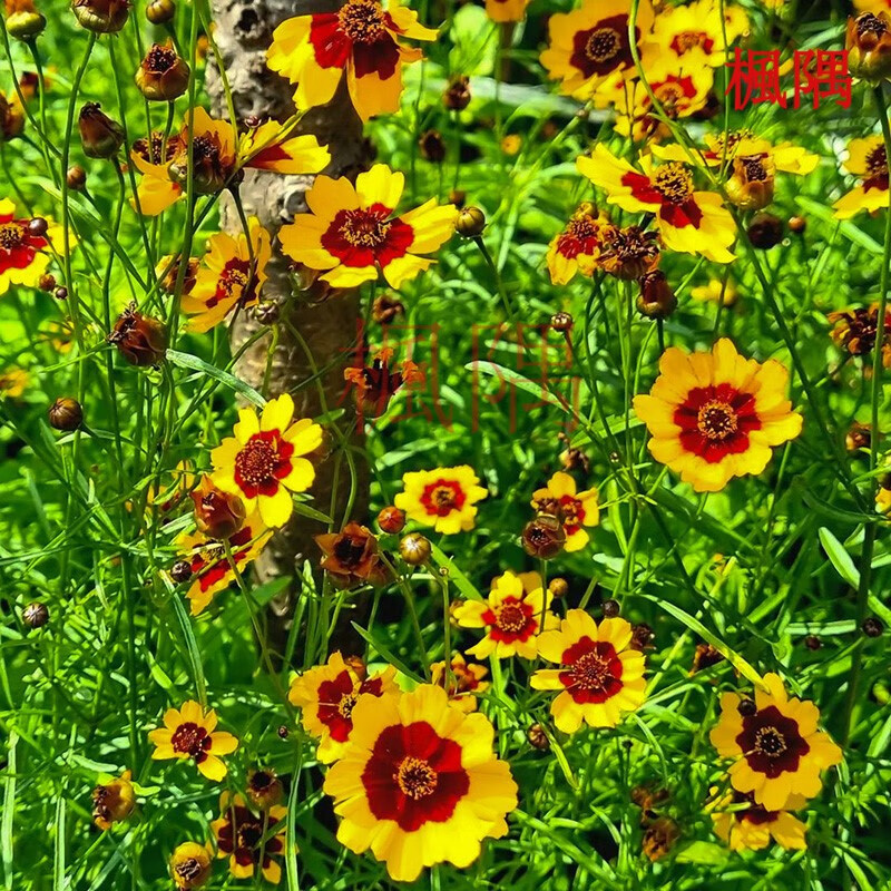 楓隅两色金鸡菊种子四季花卉种籽绿化多年生种孑 两色金鸡菊种子一斤