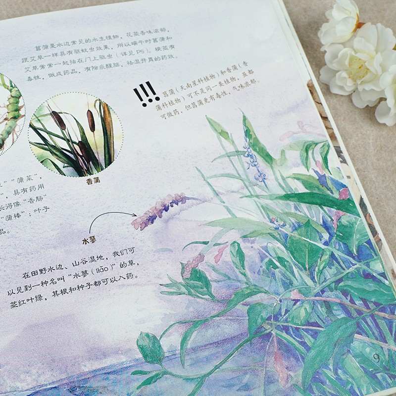 噢中草药(精)/家门外的自然课系列暑假阅读暑假课外书课外暑假自主阅读暑期假期读物