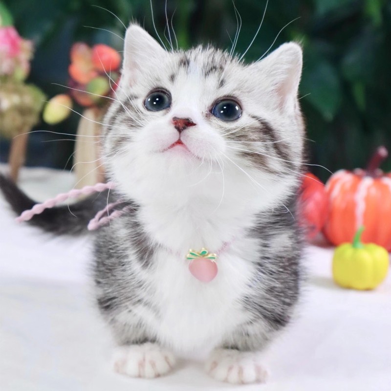 喜喵 矮脚虎斑猫纯种小猫活物美短加白家养宠物幼猫b级公母随机售后保障专业指导饲养矮脚虎斑猫加客服挑选猫咪 虎窝购 喜喵 矮脚虎斑猫纯种小猫活物美短加白家养宠物幼猫b级公母随机售后保障专业指导饲养矮脚虎斑猫加客服挑选猫咪 虎窝购