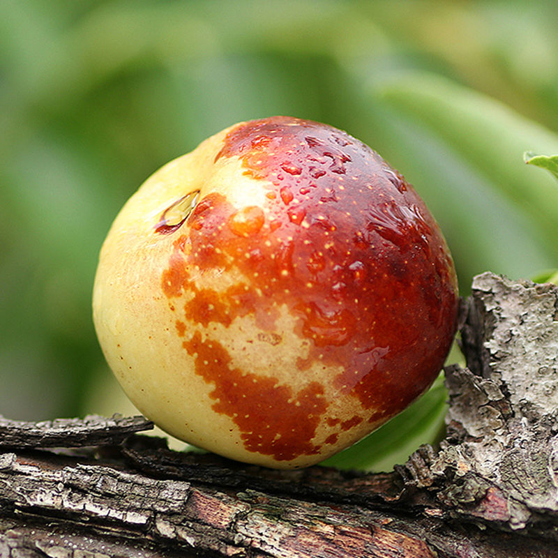 y新鲜水果沾化冬枣1/6斤现摘现发孕妇大红枣青枣脆甜多汁产地批发