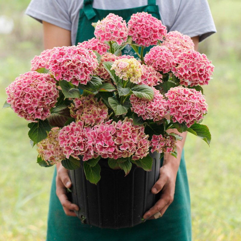 10年耐寒多头绣球花苗老桩无尽夏七彩绣球花苗盆栽地栽多彩八仙花大