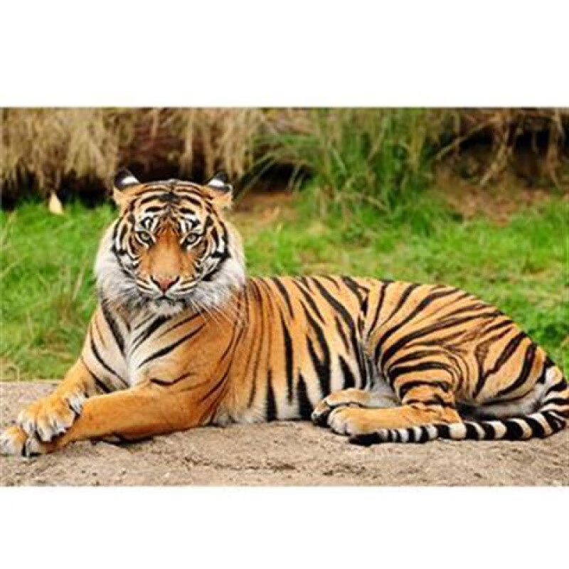 豪金聚老虎海报动物猛虎挂画玄关海报画客厅装饰墙画海报自粘画 pp胶d