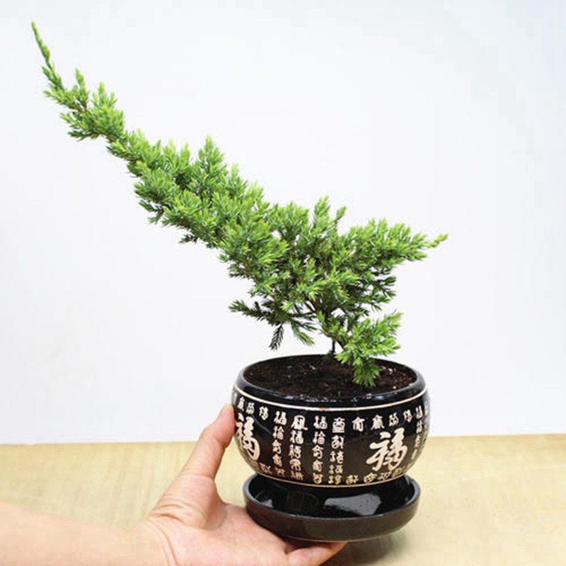 侬律 地柏盆栽铺地柏盆景绿化苗微型盆景素材地柏小苗沙地柏小苗造型