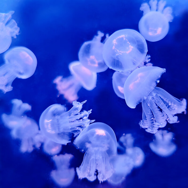 达泽侠赤月水母饲料丰年虾海盐水素小包装观赏水族鱼食孵化幼虫水母